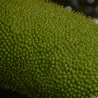 Artocarpus nobilis Thwaites